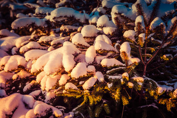 Small snow-covered Christmas trees in the dawn rays of the sun