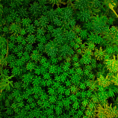 Naklejka na ściany i meble Square macro photo of green small succulents. Home garden photo for your cozy design.