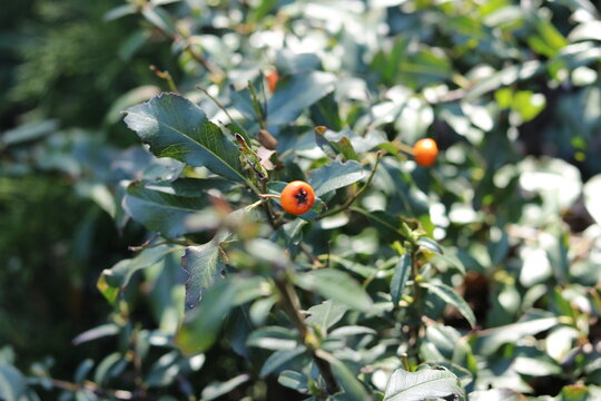 ladybird on a branch
