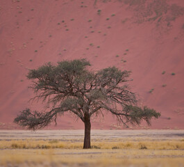 Fototapeta premium Duna 45, Sossus Vlei, Sesriem, Parque Nacional Namib Naukluft, Desierto del Namib, Namibia, Afirca