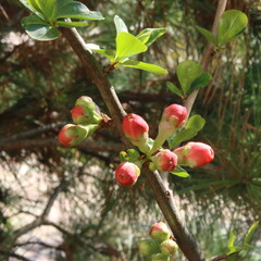 red apples on a tree