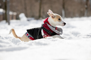 Young female puppy dog enjoying the snow