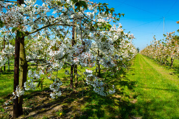 Fototapeta premium Rows with sour cherry kriek trees with white blossom in springtime in farm orchards, Betuwe, Netherlands