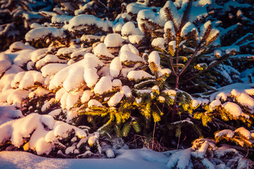 Small snow-covered Christmas trees in the dawn rays of the sun