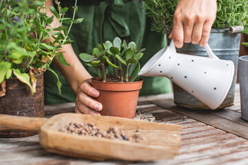 Woman gardeners watering jade plant in plastic pots on wooden table. Concept of home garden. Spring time. Taking care of home plants