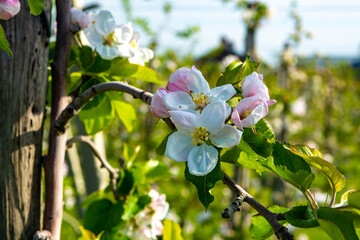 Fototapeta na wymiar Pink blossom of apple fruit trees in springtime in farm orchards, Betuwe, Netherlands, close up