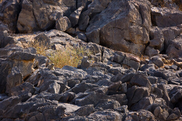 Daman roquero, Montañas Naukluft, Parque Nacional Namib Nauflut, Namibia, Africa