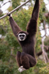 White-Handed Gibbon Male Suspended From a Rop With Legs Up