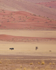 Fototapeta na wymiar Sossus Vlei, Sesriem, Parque Nacional Namib Naukluft, Desierto del Namib, Namibia, Afirca