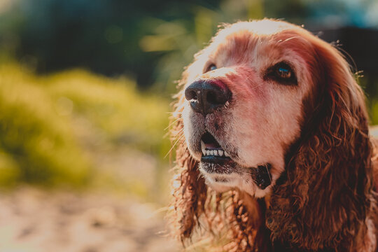  Cocker Spaniel Dog portrait on green background