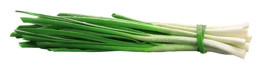 green fresh onion feathers with water drops are gathered in a bundle on a white isolated background