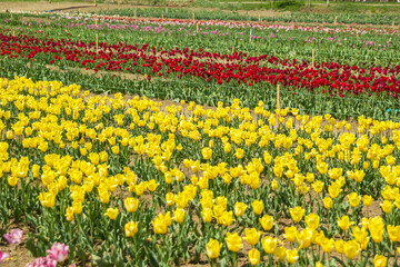 Large field of multi-colored tulip flowers. Beautiful floral background of bright tulips blooming in the garden in the middle of a sunny spring day.