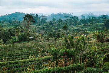 Fototapeta na wymiar Blick auf die wunderschöne und vielfältige Natur der Insel Bali in Indonesien. Reisfelder, Landwirtschaften und Palmen soweit das Auge reicht. Die grüne Natur Südostasiens.