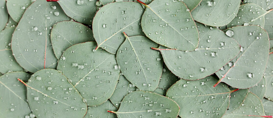Background, Texture made of green eucalyptus leaves with raindrop, dew. Flat lay, top view © K.Decor
