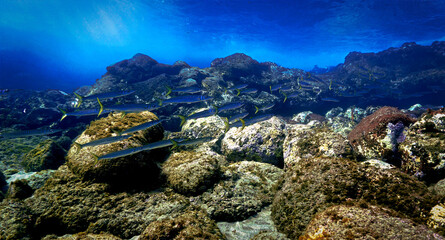 Beautiful underwater landscape with schools of Barracudas.