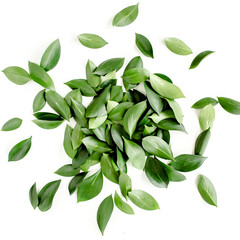 Naklejka premium Pattern, texture with green leaves isolated on white background. flat lay, top view