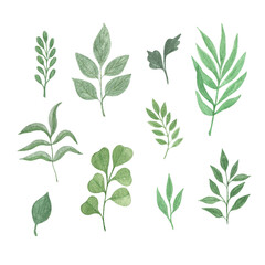 Watercolor simple green leaves set, hand drawn botanical floral illustration for any design purposes can be used for design purposes, greeting cards, invitations, wedding decor, menu, banner