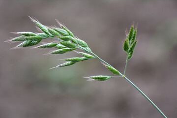 Grass Bromus grows in grasslands