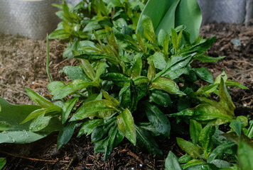 Garden and vegetable garden.Spring planting.Young phlox flower seedling sprouted on the ground in the beds.Eco-friendly cultivation of vegetables and fruits.Spring festival.floriculture.close up