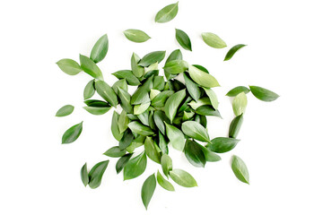Pattern, texture with green leaves isolated on white background. flat lay, top view