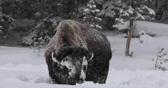 Bison Snow Plow - An adult bull bison uses its massive head in a side to side motion to clear the snow and forage for food from the vegetation under the freshly fallen snow. Lamar Valley, Yellowstone 