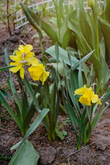 Garden and vegetable garden.Spring planting.Young narcissus flower seedling sprouted on the ground in the beds.Eco-friendly cultivation of vegetables and fruits