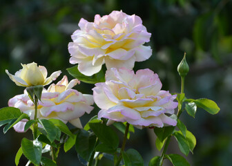 Roses bloom in the garden.