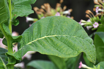 Leaves and stems of tobacco