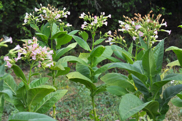 Leaves and stems of tobacco