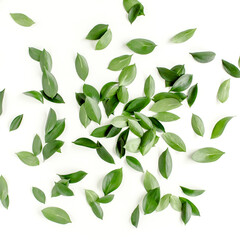 Pattern, texture with green leaves isolated on white background. flat lay, top view