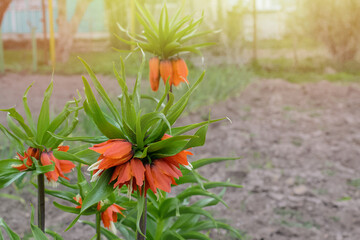 Garden and vegetable garden.Spring planting.Young Fritillaria flower seedling sprouted on the ground in the beds