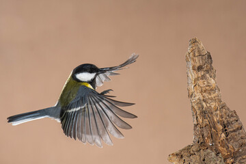 A great tit (Parus major) flying with brown background