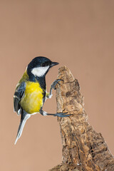 Fototapeta premium A great tit (Parus major) flying with brown background