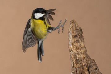 Fototapeta premium A great tit (Parus major) flying with brown background
