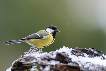 A great tit (Parus major) perched