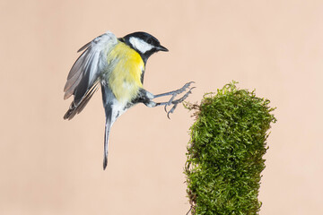 A great tit (Parus major) flying with brown background