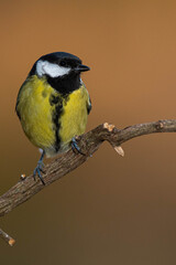 Obraz premium A great tit (Parus major) perched