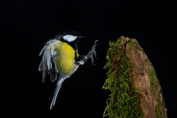 A great tit (Parus major) flying with black background
