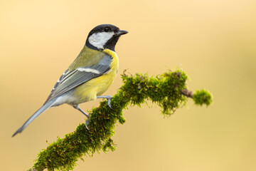 A great tit (Parus major) perched