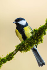 A great tit (Parus major) perched