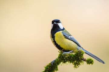 A great tit (Parus major) perched