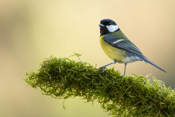 A great tit (Parus major) perched
