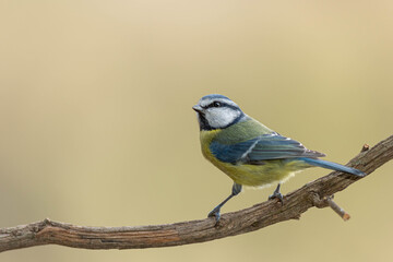 A blue tit (Cyanistes caeruleus) perched