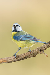 A blue tit (Cyanistes caeruleus) perched