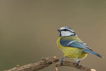 A blue tit (Cyanistes caeruleus) perched