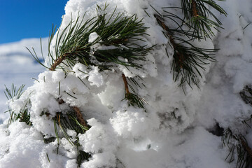 Snow covered branches at Markstein ski resort on a cold sunny day.