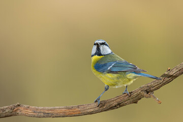 A blue tit (Cyanistes caeruleus) perched