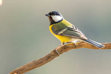 A great tit (Parus major) perched