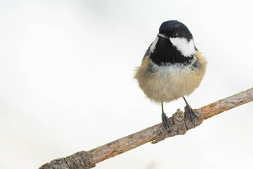 A coal tit (Periparus ater) on a pine during the winter, with snow.