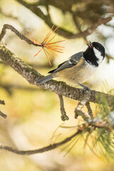 A coal tit (Periparus ater) on a pine during the winter, with snow.